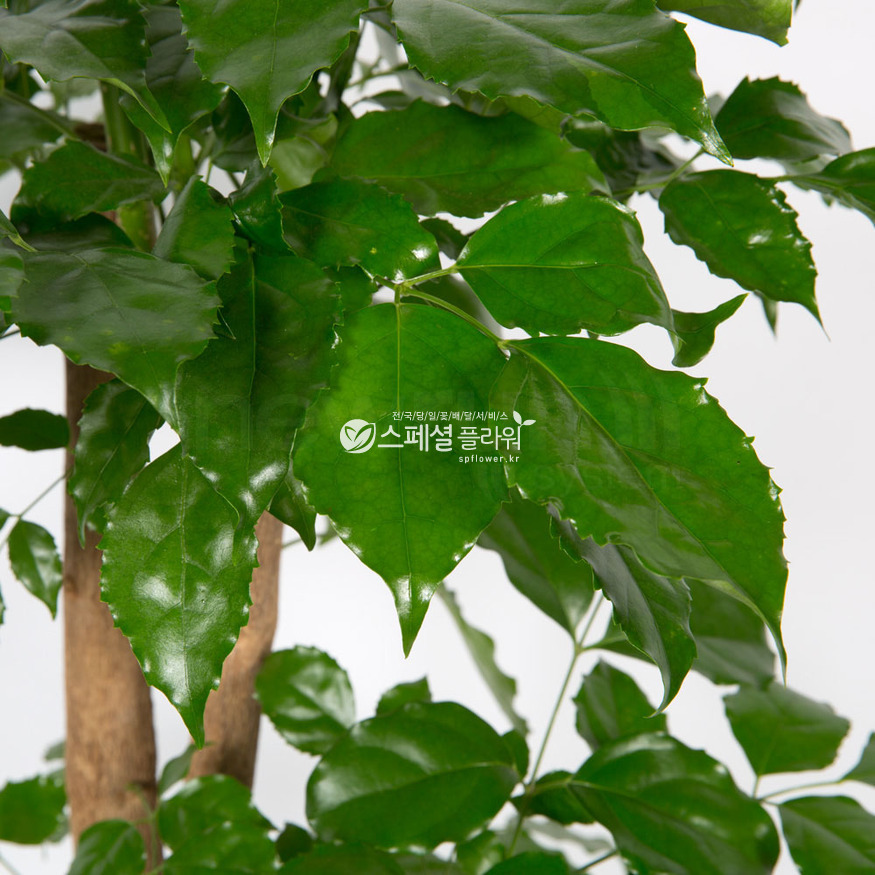상세이미지