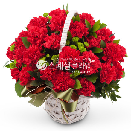 카네이션 사랑