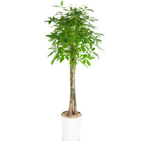 파키라(삼생이)