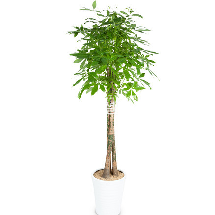 파키라(삼생이)