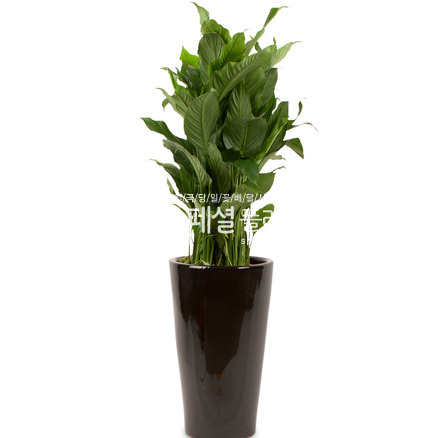 스파트 대엽