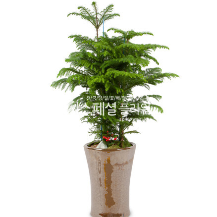 알로카리아