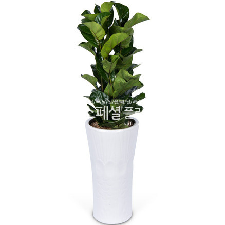 떡갈나무