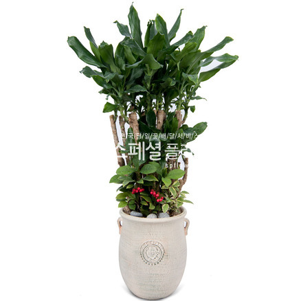 황금죽