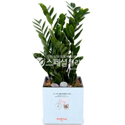 금전수77