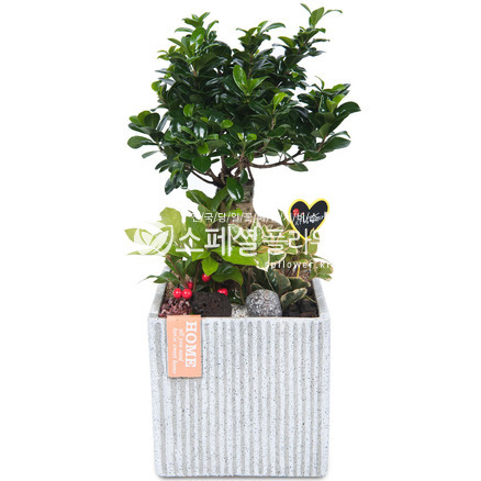 인삼펜다 책상용