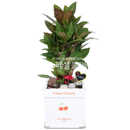크로톤5