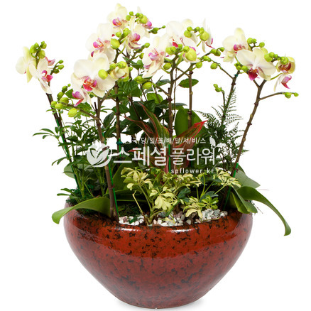 그린베어호접란
