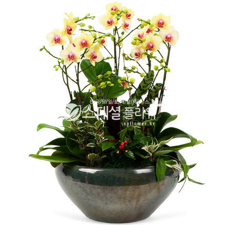 노란호접란3
