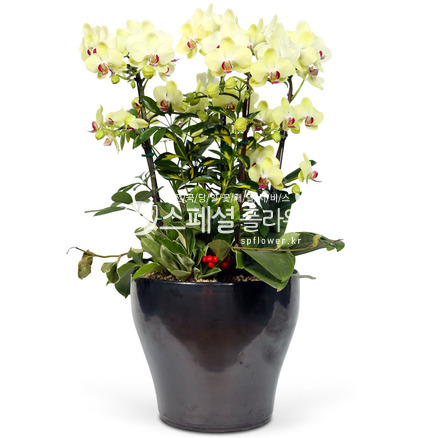 노랑호접란
