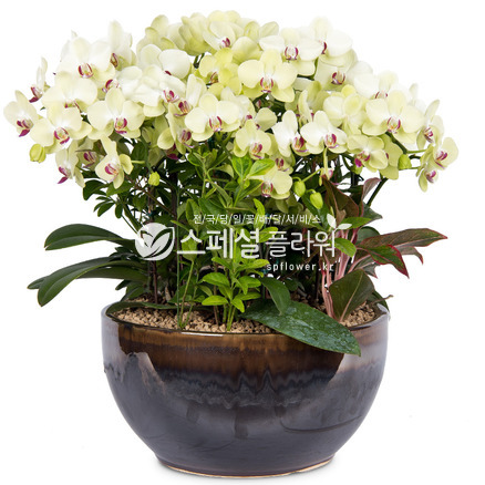 포춘솔츠만
