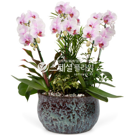 연한핑크 레드립 호접란