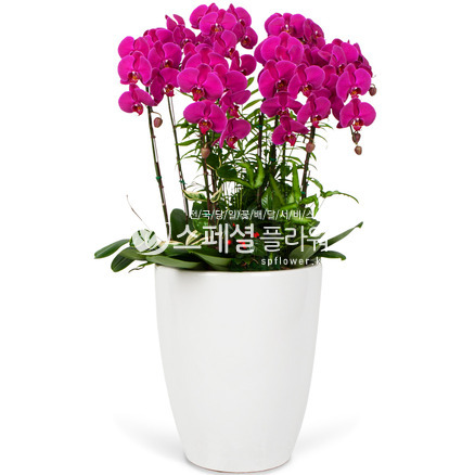핑크호접란