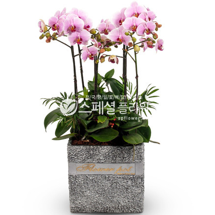 연핑크 호접란