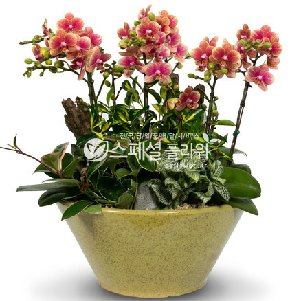 사라골드미니호접란