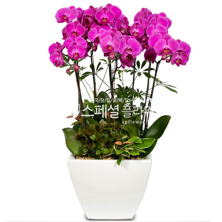 핑크호접란7
