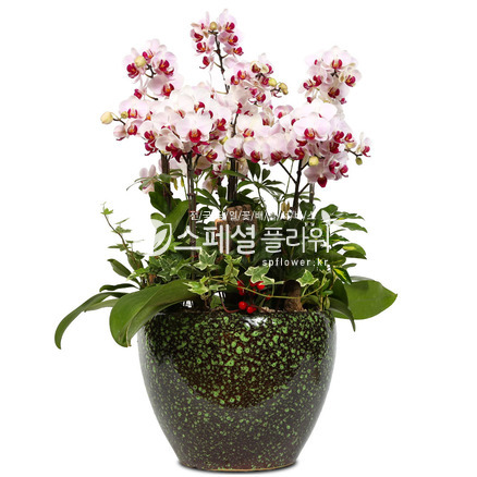 리틀잼 미니호접란