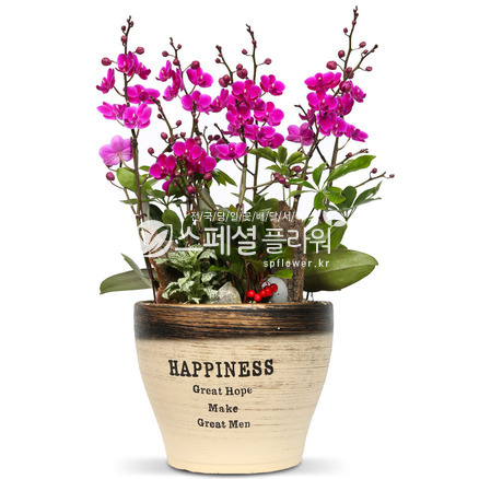 만천홍 미니호접란