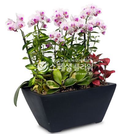 리틀잼 미니호접란
