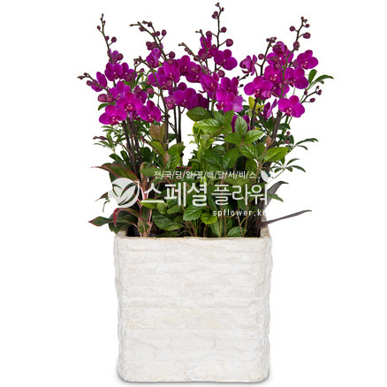 만천홍