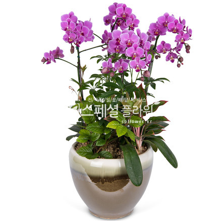 웨딩프로마