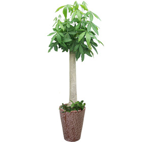 파키라(삼생이)