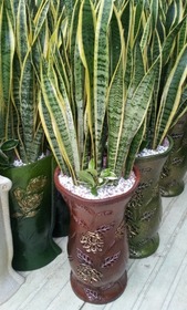 산세베리아